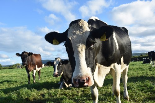 A close-up of a black and white cow in a grassy field, with other cows grazing in the background under a blue sky.