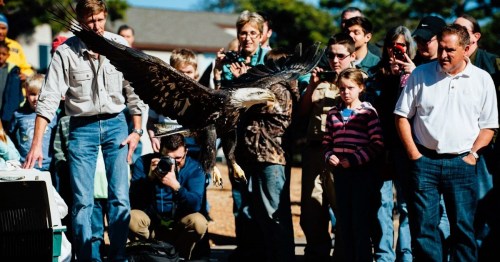 A bald eagle soars above a crowd of people watching in awe at an outdoor event.