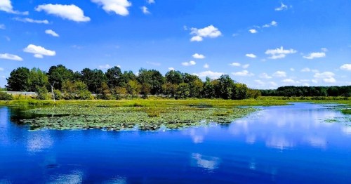 A serene lake surrounded by lush greenery and trees, reflecting a bright blue sky with fluffy white clouds.