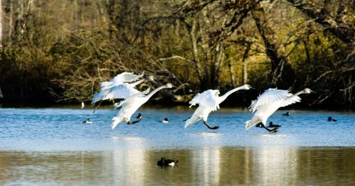 A group of swans takes flight over a calm lake, surrounded by trees and other waterfowl.