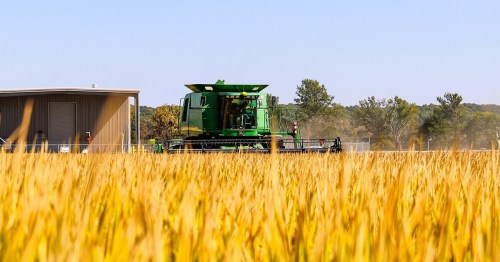 A green combine harvester working in a golden rice field with a building and trees in the background.