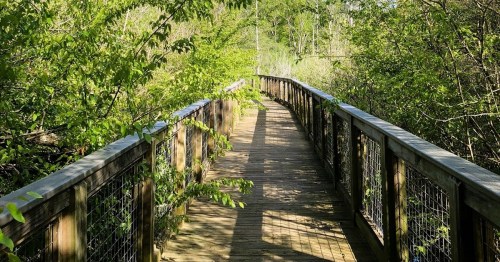 A wooden boardwalk winding through lush greenery in a serene natural setting.
