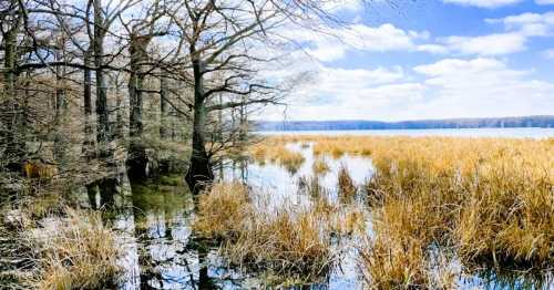 A serene lakeside scene with tall grasses, bare trees, and a calm water surface under a partly cloudy sky.