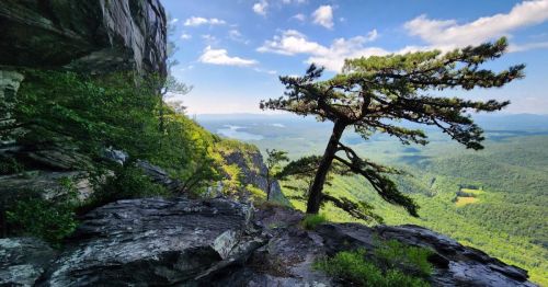 A lone tree stands on a rocky ledge, overlooking a lush green valley and distant mountains under a blue sky.