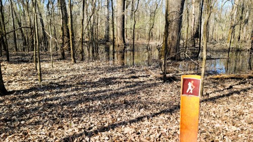 A hiking trail marker stands in a wooded area with leaf-covered ground and a small flooded section in the background.