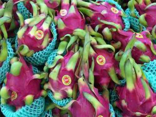 A close-up of vibrant pink dragon fruits wrapped in protective netting, stacked together.