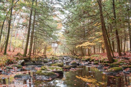 A serene forest scene with a calm stream, surrounded by trees and autumn foliage, reflecting in the water.