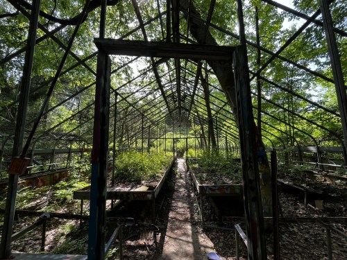 An abandoned greenhouse overgrown with plants, featuring a pathway and sunlight filtering through the glass structure.