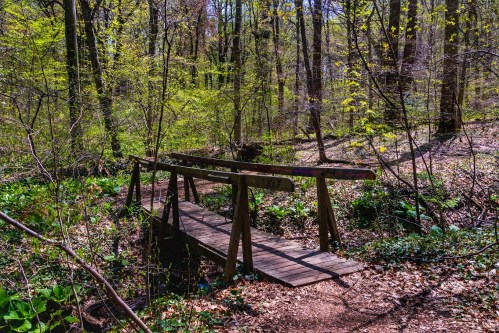 A wooden bridge spans a small stream in a lush, green forest with fresh spring foliage.