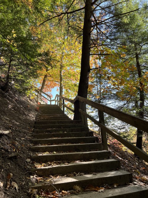 A wooden staircase leads up a hillside, surrounded by colorful autumn trees and dappled sunlight.