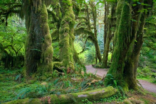 Lush green forest with towering moss-covered trees and a winding path through dense foliage.