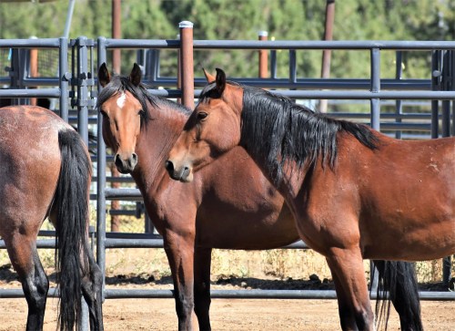 Two brown horses stand side by side in a corral, with a blurred background of fencing and trees.