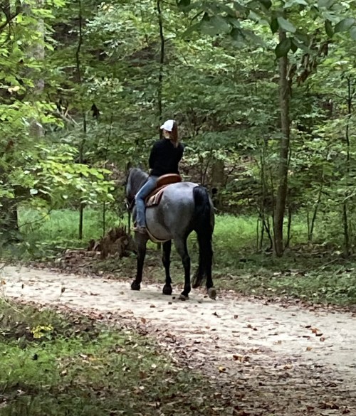 A person riding a gray horse along a sandy path in a lush, green forest.