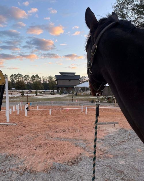 A horse stands in the foreground, overlooking a construction site with a building and colorful sky in the background.