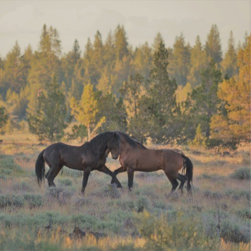 Two horses playfully interact in a grassy field, surrounded by trees and soft morning light.