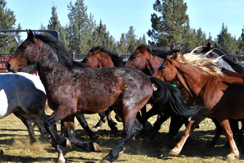 A group of horses galloping through a field, surrounded by trees under a clear blue sky.