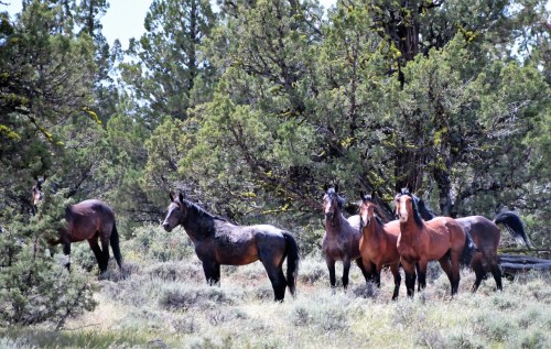 A group of horses stands among trees and shrubs in a natural landscape.