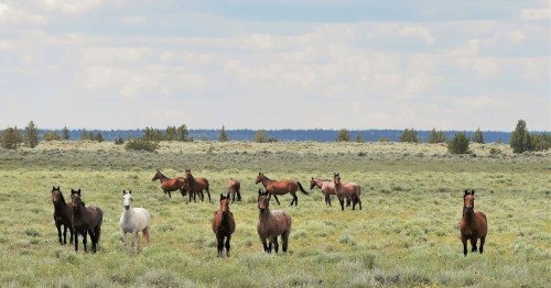 A group of horses, including a white one, stands in a grassy field under a cloudy sky.