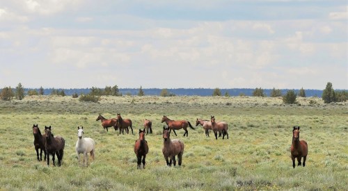 A group of horses, including a white one, stands in a grassy field under a cloudy sky.