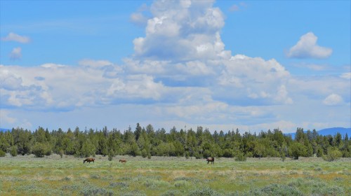 A serene landscape featuring horses grazing in a green field under a blue sky with fluffy white clouds.