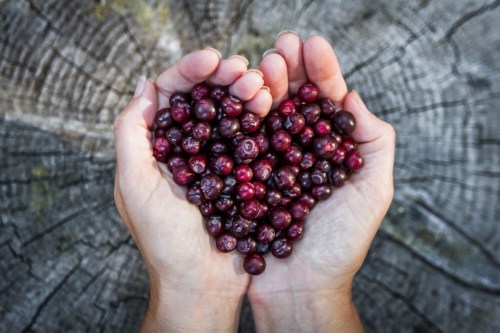 Hands forming a heart shape, holding a pile of small, dark red berries against a textured wooden background.
