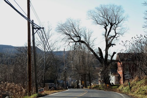 A winding road lined with bare trees and utility poles, leading to distant hills under a clear sky.
