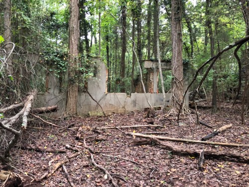 Ruins of a concrete structure surrounded by trees and fallen branches in a dense forest.