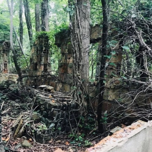 Overgrown ruins of a stone structure surrounded by dense trees and vines in a forested area.