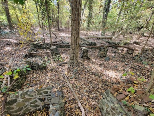 Overgrown forest scene with stone remnants and fallen branches, surrounded by autumn leaves and trees.