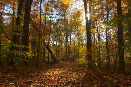 A sunlit forest path surrounded by vibrant autumn foliage and fallen leaves.