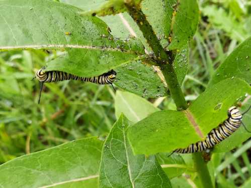 Two striped caterpillars on green leaves, surrounded by small aphids and lush greenery.