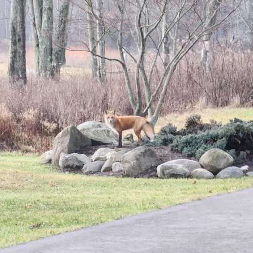 A fox stands on a rocky area in a grassy landscape, surrounded by trees and shrubs.