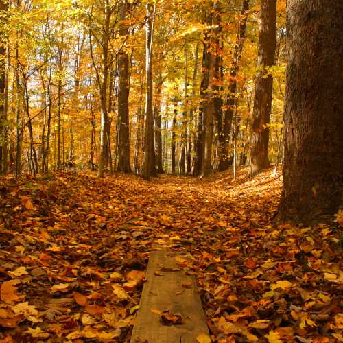 A serene forest path covered in vibrant autumn leaves, surrounded by tall trees with golden foliage.