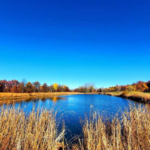 A serene pond surrounded by tall grasses and colorful autumn trees under a clear blue sky.