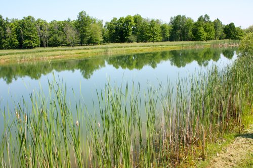 A serene pond surrounded by tall grasses and lush green trees reflecting in the calm water.