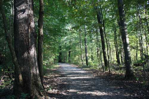 A serene forest path surrounded by tall trees and dappled sunlight filtering through the leaves.