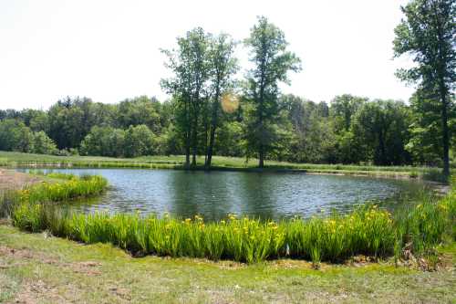 A serene pond surrounded by lush greenery and tall trees under a clear blue sky.