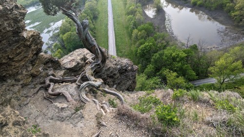 A twisted tree roots over a rocky cliff, overlooking a winding road and a river surrounded by lush greenery.