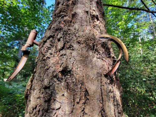 A close-up of a tree trunk with rusty metal hooks embedded in the bark, surrounded by green foliage.