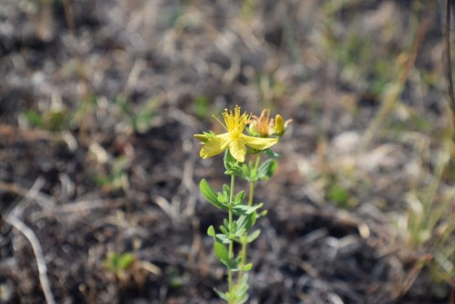 A single yellow flower stands tall against a blurred background of dry grass and soil.
