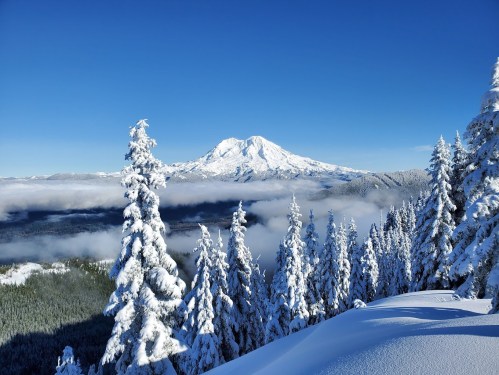 Snow-covered trees in the foreground with a majestic mountain in the background under a clear blue sky.