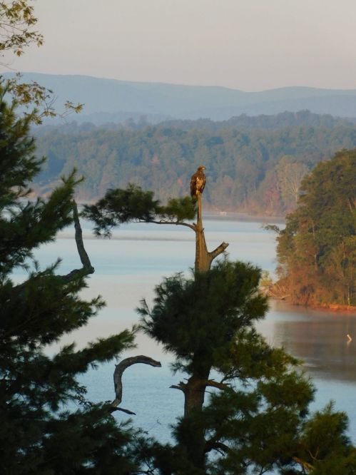A majestic eagle perched on a tree overlooking a serene lake surrounded by forested hills.
