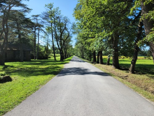 A serene, tree-lined road stretches into the distance under a clear blue sky. Lush greenery flanks both sides.
