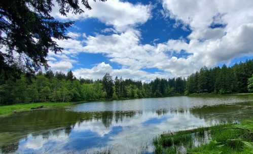 A serene lake surrounded by lush greenery and trees, reflecting a blue sky with fluffy clouds.