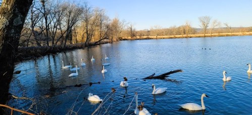 A serene lake scene with swans swimming and trees lining the shore under a clear blue sky.