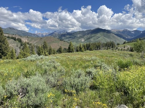 A scenic view of rolling green hills and mountains under a blue sky with fluffy clouds, dotted with wildflowers.