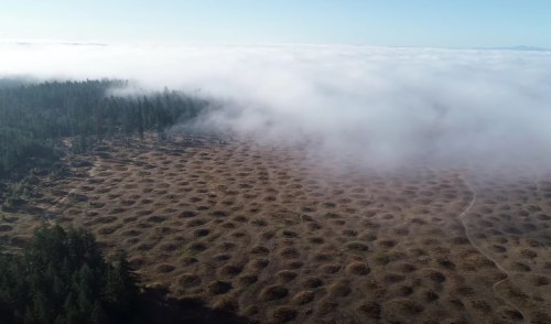Aerial view of a foggy forest with circular patterns in the ground, surrounded by trees and low-lying clouds.