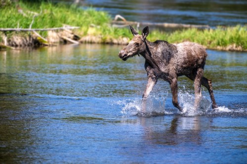 A young moose splashes through a river, surrounded by lush greenery and calm water.
