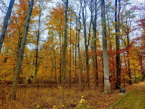 A serene forest scene with tall trees displaying vibrant autumn foliage in shades of orange, yellow, and red.