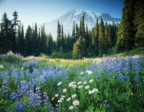 A vibrant meadow filled with wildflowers in front of a majestic mountain and dense evergreen trees.
